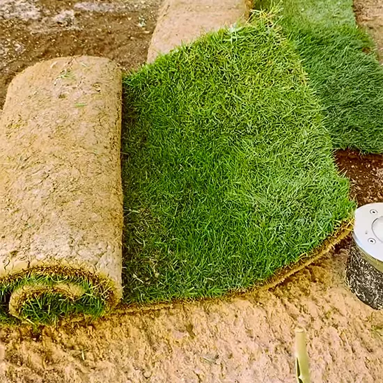 عشب جداري