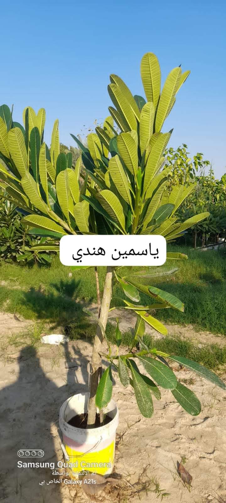 Project Title