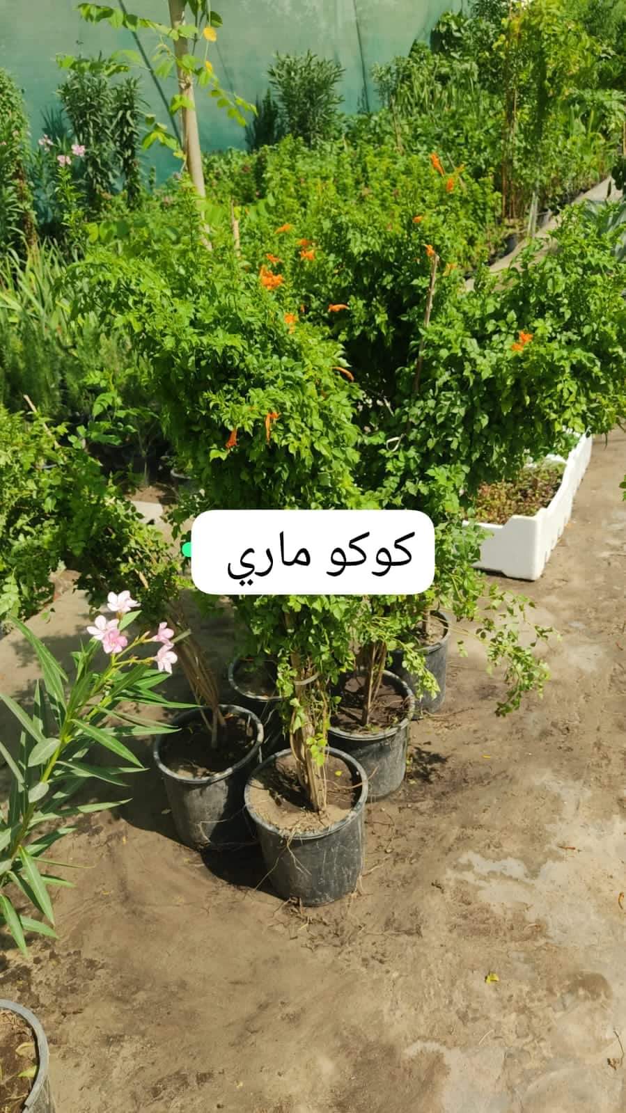 Project Title