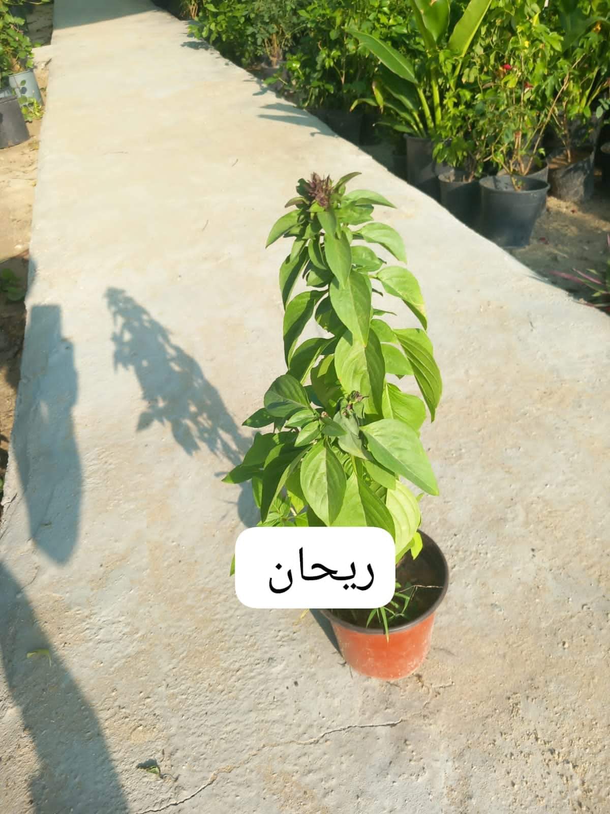 Project Title